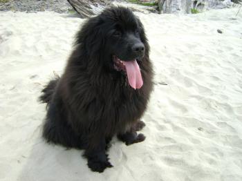 Newfoundland Dog