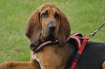 Bloodhound (C&atilde;o de Santo Humberto)