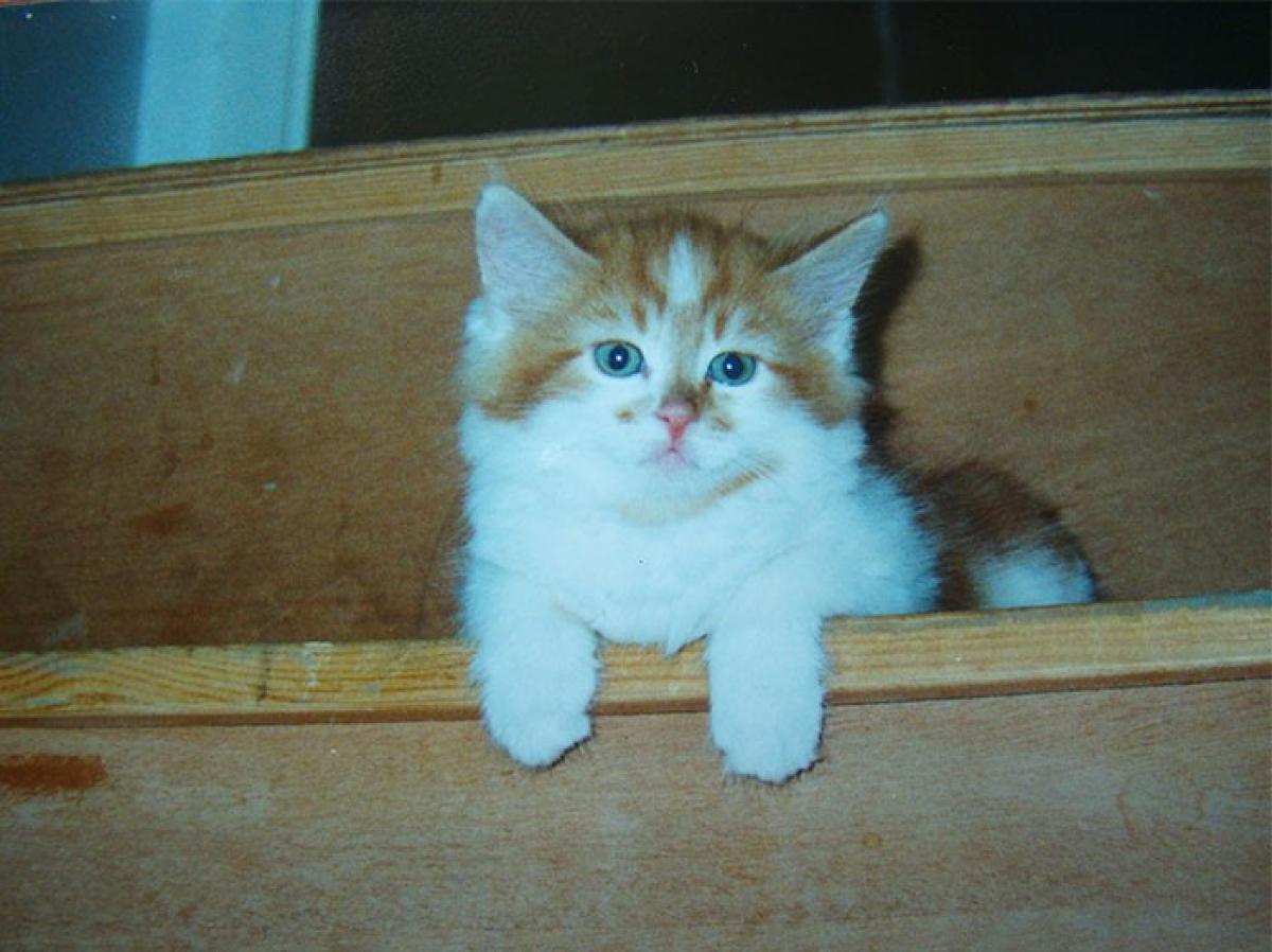 Conheça 'entulho', o gato mais velho do mundo que acaba de completar 30 anos Gazeta Digital Conheça 'entulho', o gato mais velho do mundo que acaba de completar 30 anos Gazeta Digital