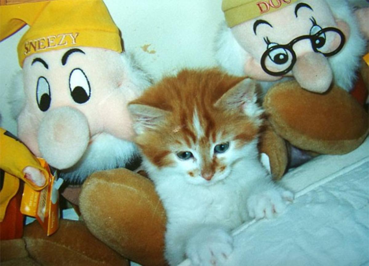 Conheça 'entulho', o gato mais velho do mundo que acaba de completar 30 anos Gazeta Digital Conheça 'entulho', o gato mais velho do mundo que acaba de completar 30 anos Gazeta Digital