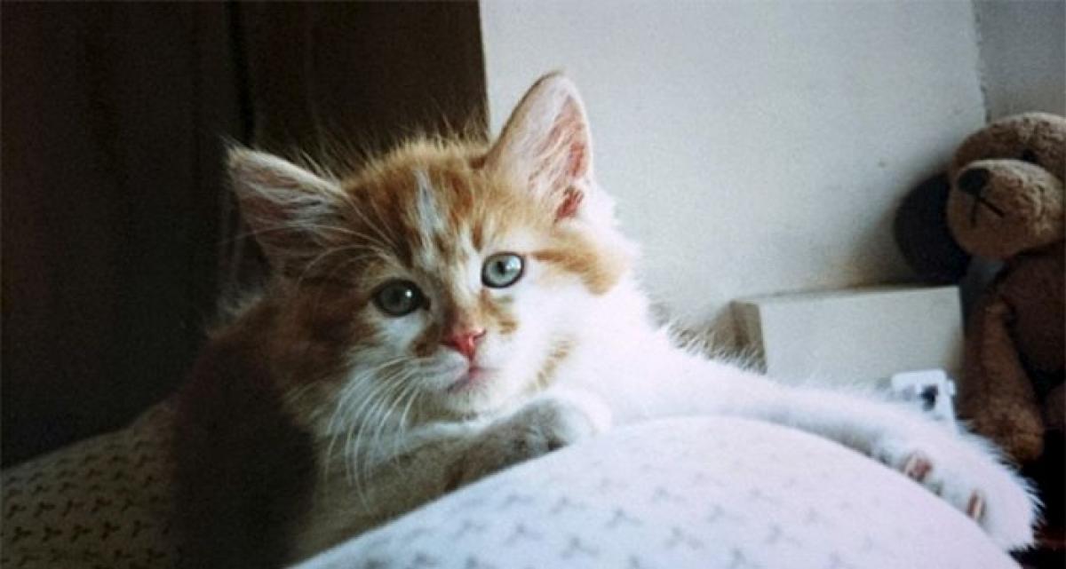 Conheça 'entulho', o gato mais velho do mundo que acaba de completar 30 anos Gazeta Digital Conheça 'entulho', o gato mais velho do mundo que acaba de completar 30 anos Gazeta Digital