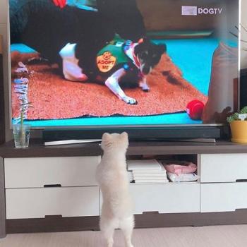 Dog TV