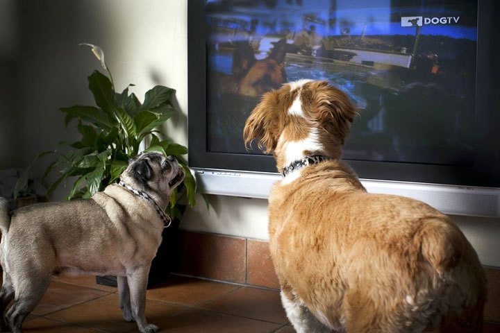 c&atilde;o assistindo tv