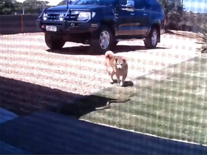 C&atilde;o salva dona de um ataque de cobra