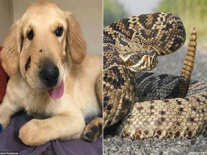 C&atilde;o salva dona de um ataque de cobra
