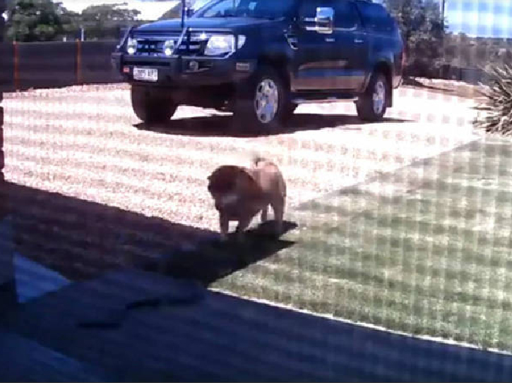 C&atilde;o salva dona de um ataque de cobra