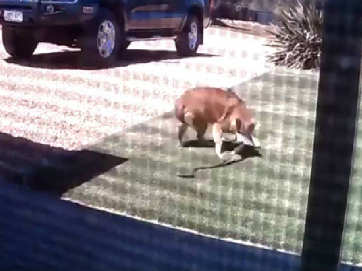 C&atilde;o salva dona de um ataque de cobra