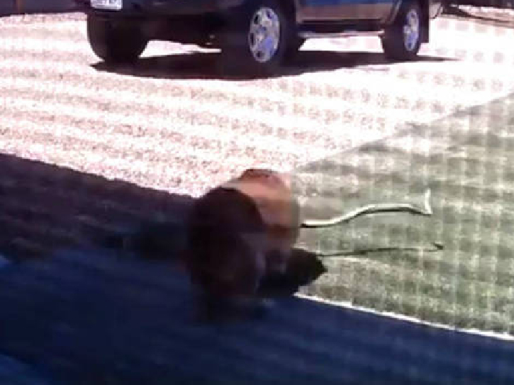 C&atilde;o salva dona de um ataque de cobra