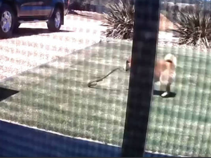 C&atilde;o salva dona de um ataque de cobra