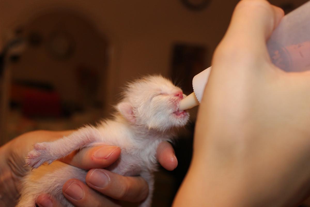 O gatinho chegou: como cuidar do filhote - Petblog