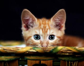 Gato Fofo