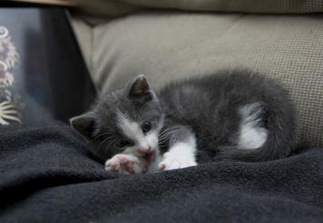 Gato Fofo