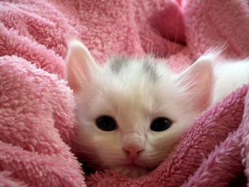 Gato Fofo