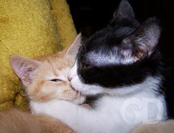 Gato fofo