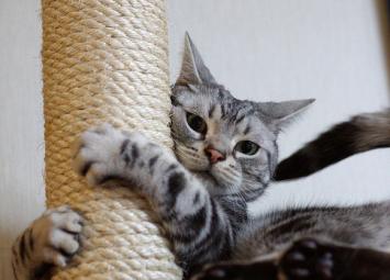 Gato fofo