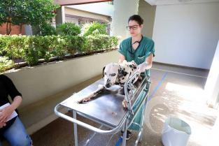 HOVET / Hospital Veterinário / UFMT / 