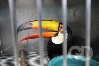 HOVET / Hospital Veterinário / UFMT / 