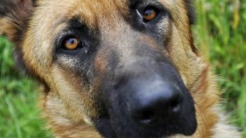Cão idoso