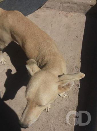 Animais envenenados Novo Colorado