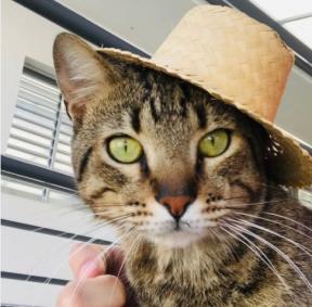 Gato de chap&eacute;u festa junina