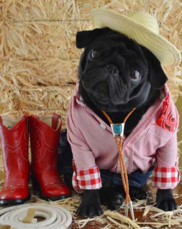 C&atilde;o vestido festa junina