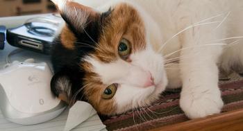 Gato com medo de fogos de artífício