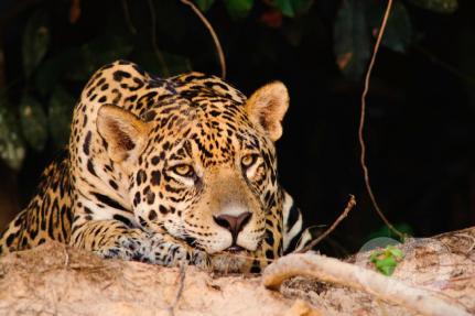 Marcos Vergueiro/Arquivo Pessoal