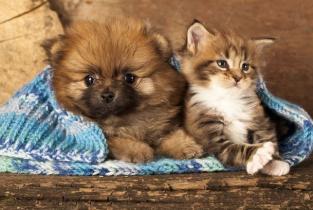 Gato e c&atilde;o roupa