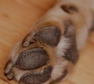 Pata de cachorro
