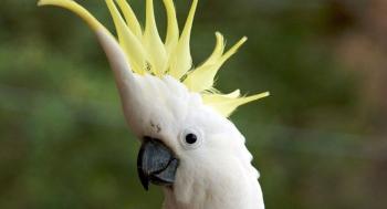 Cacatua