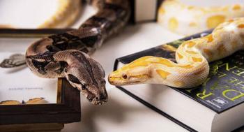 Serpentes dom&eacute;sticas