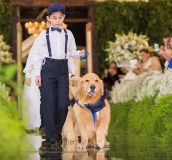 Husky de smoking de Sophie Turner e Joe Jonas