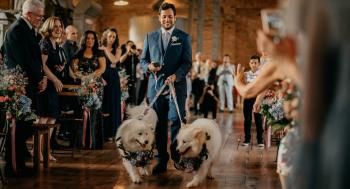 Pet casamento