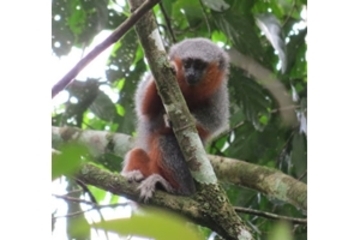 Nova esp&eacute;cie de macaco UFMT