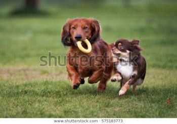 cachorro brinquedo