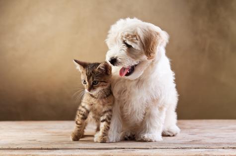 Saiba como identificar quando o animal de estimação está com algum incômodo - Vimarsana News