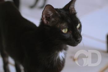 Gato preto