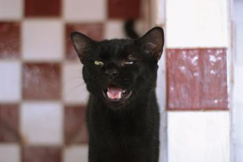 Gato preto