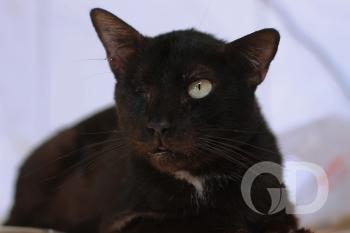 Gato preto