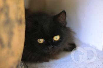 Gato preto