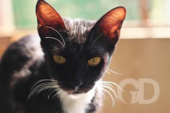 Gato preto