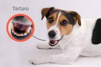 Tártaro canino 