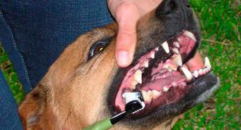 Tártaro canino 