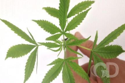 Agência Brasil - EBC