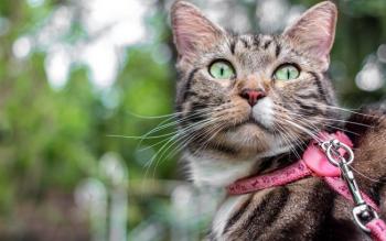 gato coleira