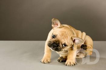 Cachorro 