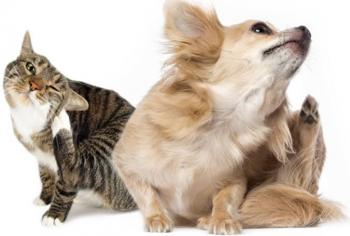 cachorro e gato 
