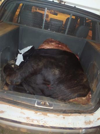 furto gado fazenda jangada