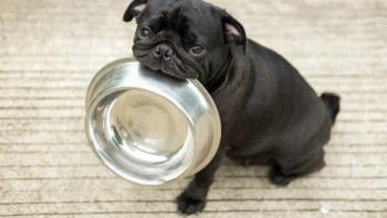 Cachorro comida