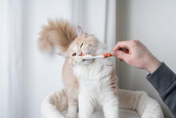 Gato escova dente